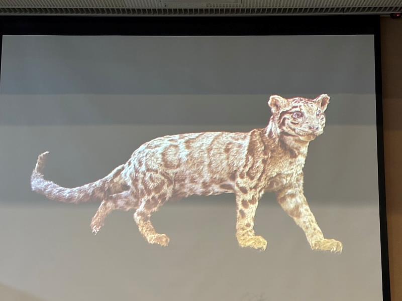 科博館將雲豹標本3D數位化掃描，建立影像資料，以利後續研究及保存