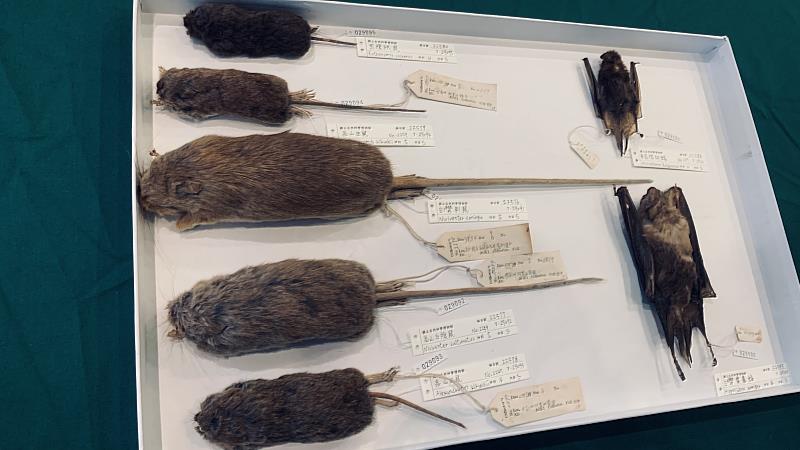 哺乳動物標本12件，部分鼠類標本仍可見日治時期鼠類專家青木文一郎署名