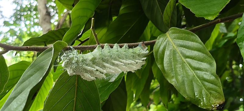 在彰化花樹銀行中保種的國家級瀕危植物「琉球暗羅」上,發現世界最大蛾類「皇蛾」至少5隻幼蟲棲息,疑似為台灣首見的食性共生畫面。