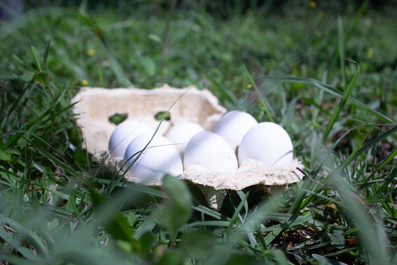 「Green Cellulose」團隊開發出可自然分解、結構強韌的「永續雞蛋盒」。