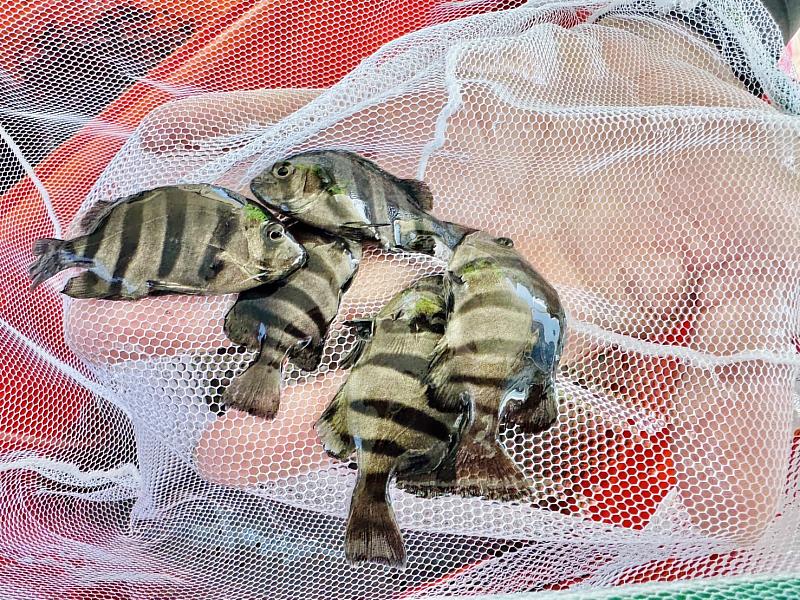 5這次選條石鯛魚苗是野生的夢幻原生魚,比較常在基隆和新北市海域出現,很適合這次的放流。(靈鷲山佛教教團提供)