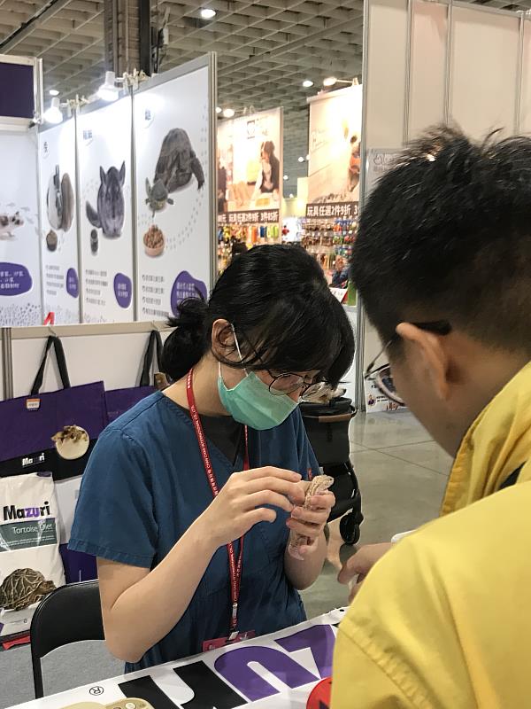▲ 圖為台北不萊梅特殊寵物專科醫院醫師為守宮做健康檢查。