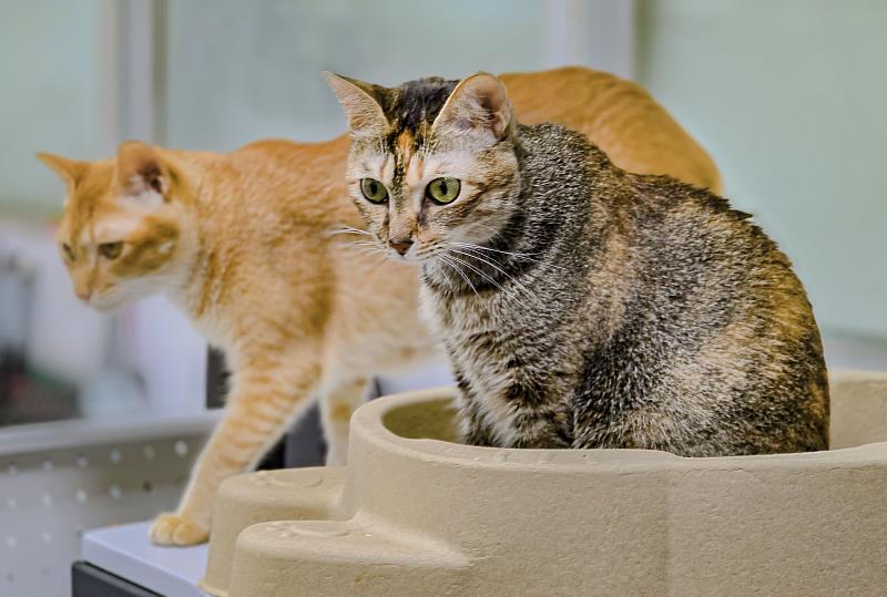 New Pet Policy Alert: Cat Owners in TW Must Microchip Their Pets