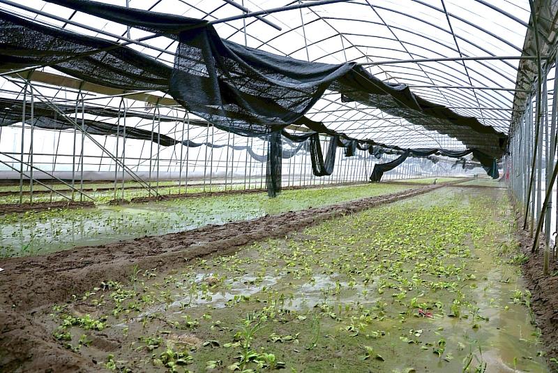 卓榮泰院長南下嘉義視察農損情況：提高補助、加速救助程序