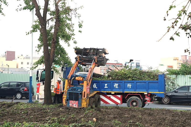 0_雲林縣政府工務團隊路樹移除過程 (1)