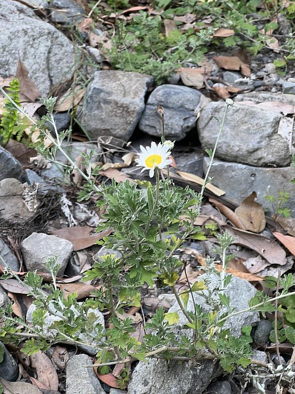 八仙山國家森林遊樂區蓬萊油菊(照片：林業及自然保育署臺中分署)