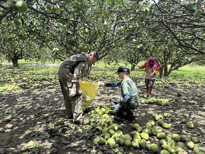 救國團號召義工撿落果助果農