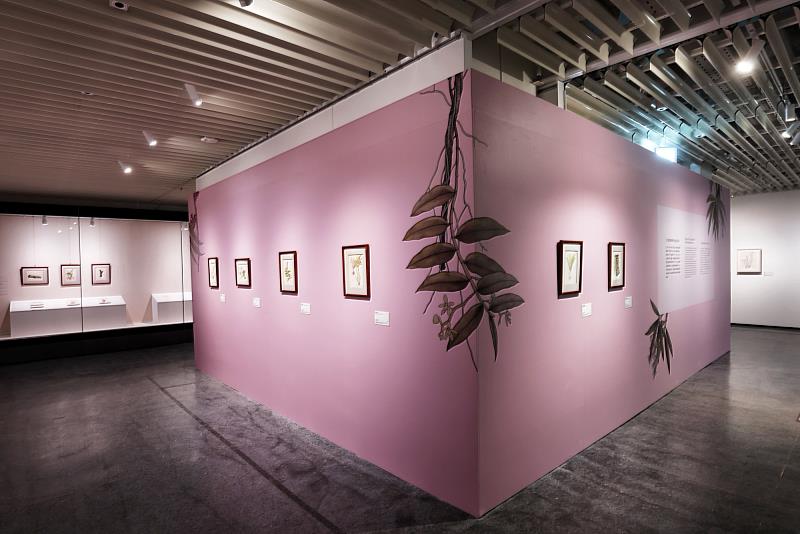 「臺灣蘭花百姿-臺北展」展出臺灣蘭的科學與藝術,圖中為王仁禮(1908-1988)臺灣野生蘭水彩系列。