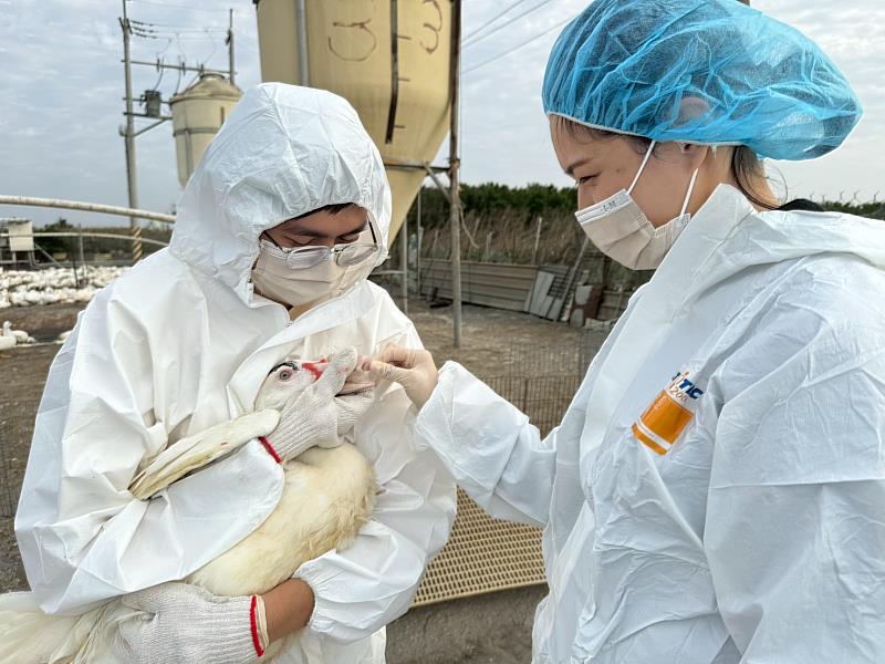 防範災後疫病 嘉畜所全面啟動畜禽水產防疫應變