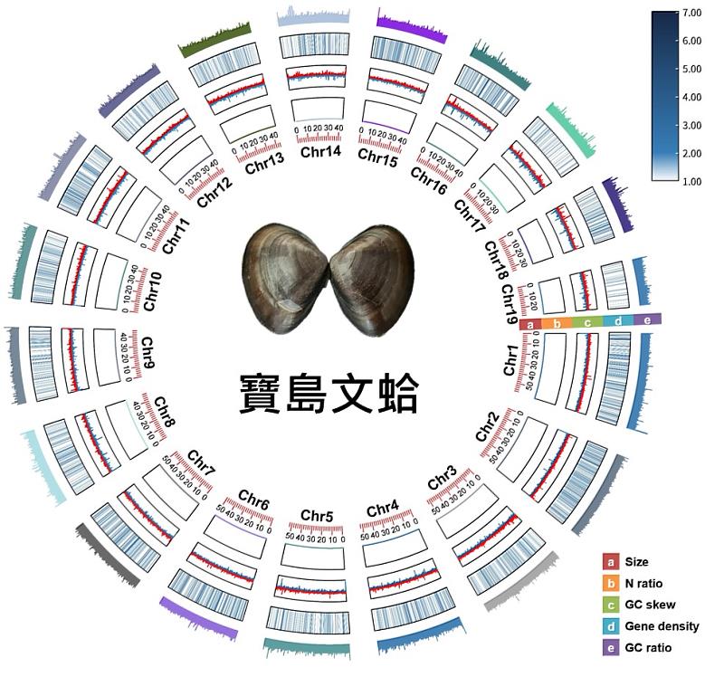 寶島文蛤基因體圖譜