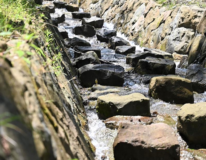 二萬坪坡面排水改善工程砌石排水溝兼具消能及動物通道功用