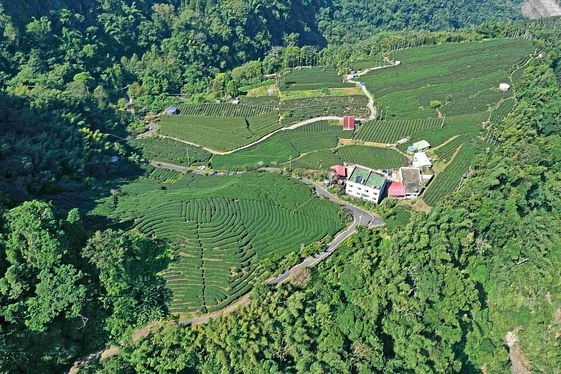 山麻雀主要分布於鄰近山村農地之淺山環境，部分大阿里山茶區的茶園及農田是牠們繁殖季利用的棲地(圖為梅山鄉瑞峰村茶園)