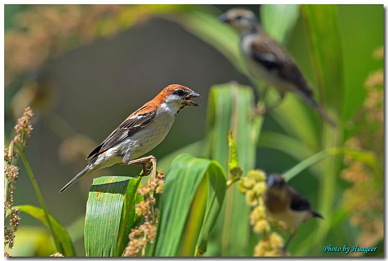 山麻雀為瀕臨絕種保育類動物,面臨繁殖巢位及食源不足、慣行農法使用等生存危機