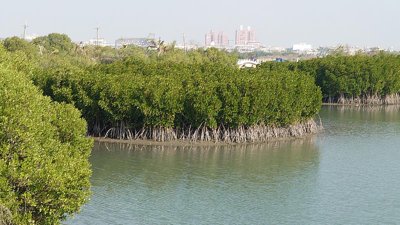 由海洋委員會與農業部聯名提出的「海草復育」與「紅樹林植林」兩項藍碳方法學，已於7月24日獲環境部審議通過