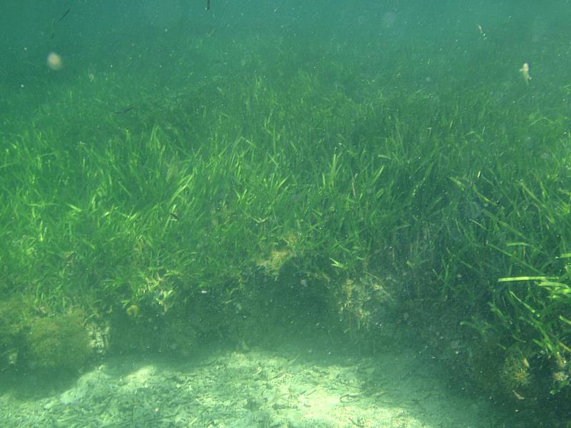由海洋委員會與農業部聯名提出的「海草復育」與「紅樹林植林」兩項藍碳方法學，已於7月24日獲環境部審議通過