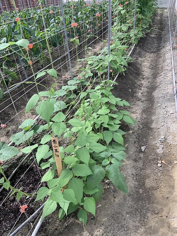 委託台中農改場推動泰雅傳統作物栽種評估試驗，赤小豆定植後植株生育情形良好