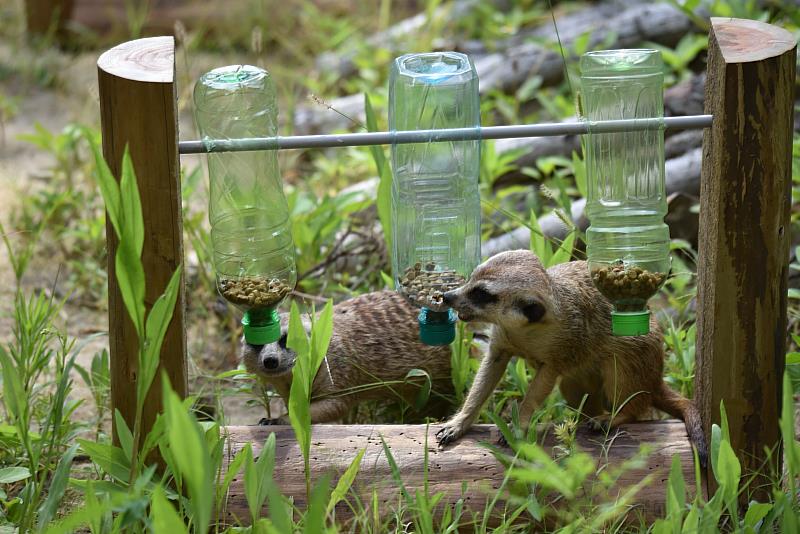 狐獴體驗「轉轉覓食遊具」觀察並研究如何取得食物