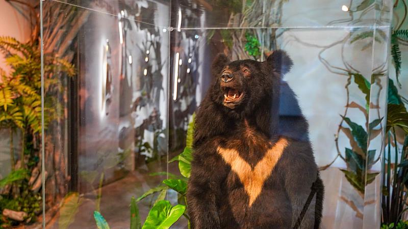 特展從一隻來自雪山的斷腳小黑熊的真實故事開始。(圖由世界宗教博物館提供)