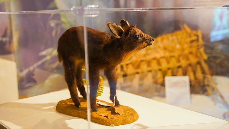 展覽與農業部生物多樣性研究所合作,以原生動物標本為媒介。(圖由世界宗教博物館提供)