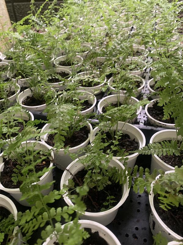 臺灣原生蕨類粗毛鱗蓋蕨小苗