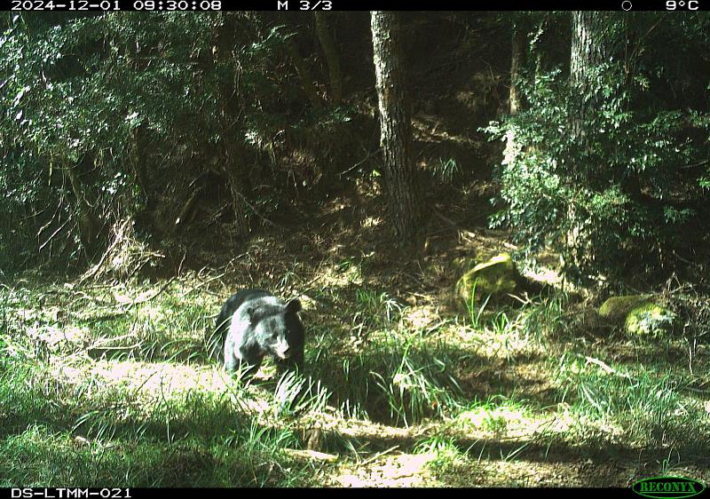 林業保育署臺中分署轄內大雪山及谷關山域都是黑熊活動重要棲地，近年來黑熊活動逐漸往淺山靠近，與人活動區域重疊，人熊和平共處是全民都需要面對的課題。