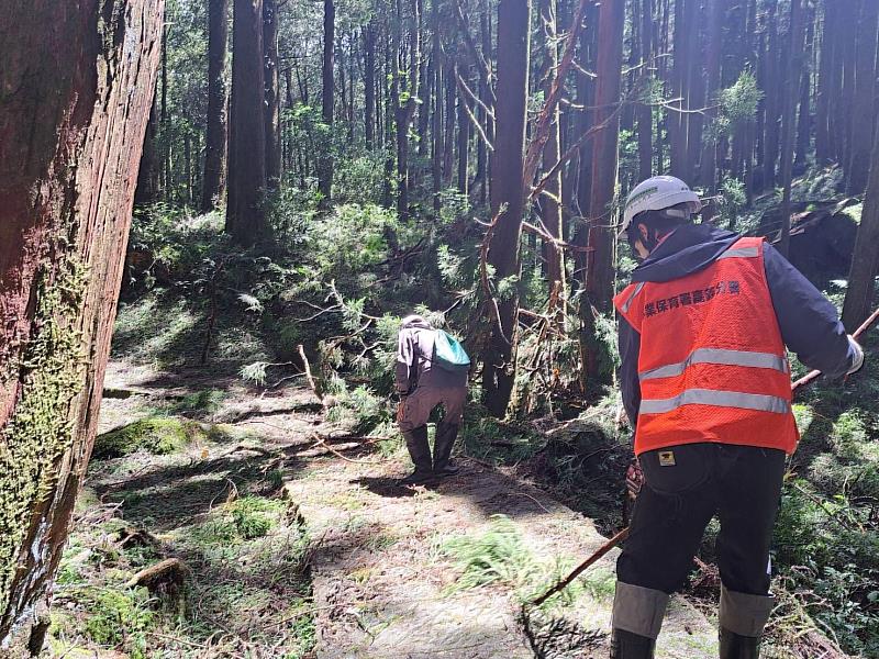 在積極整理下,阿里山國家森林遊樂區遊客主要動線目前已可通行