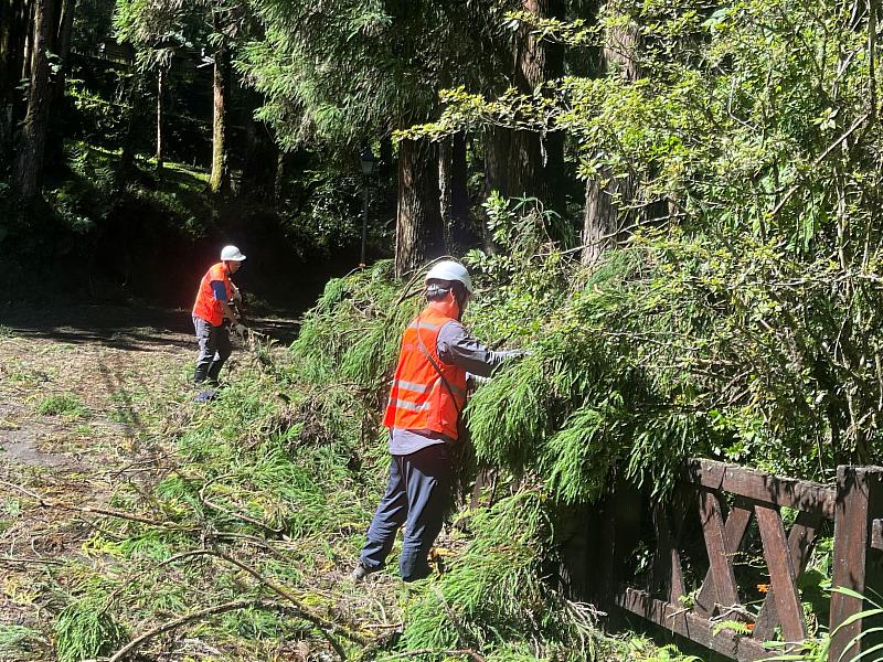 受楊柳颱風,阿里山國家森林遊樂區倒木、斷枝落葉量龐大
