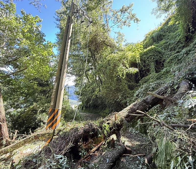 台中和平區因大樹倒塌造成通行受阻，台電持續與地方政府、交通等相關單位通力合作，待清除道路障礙物、道路搶通，台電人員即推進搶修。