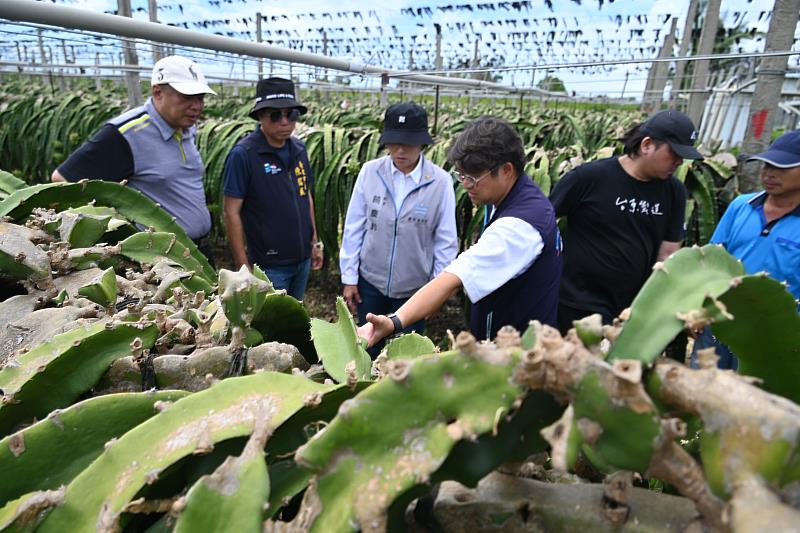 楊柳強風豪雨重創臺東農業 縣長饒慶鈴今勘災 呼籲中央支援協助農民 感謝齊心恢復市容