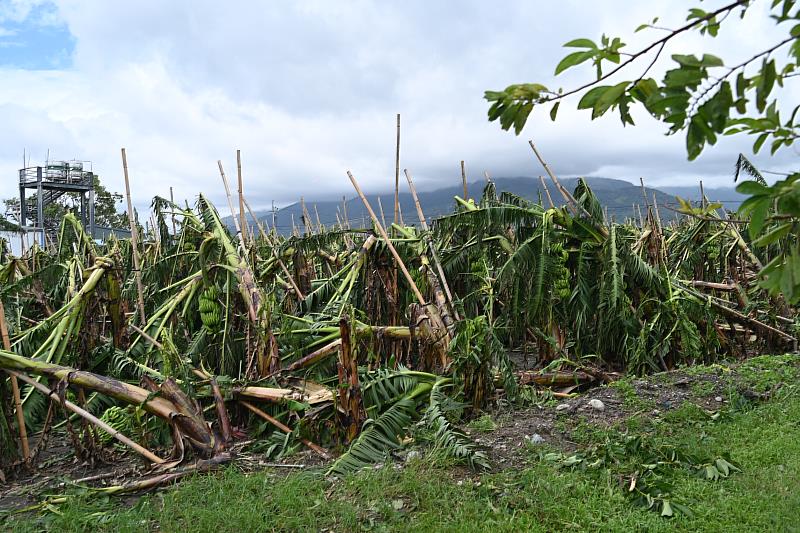 楊柳強風豪雨重創臺東農業 縣長饒慶鈴今勘災 呼籲中央支援協助農民 感謝齊心恢復市容