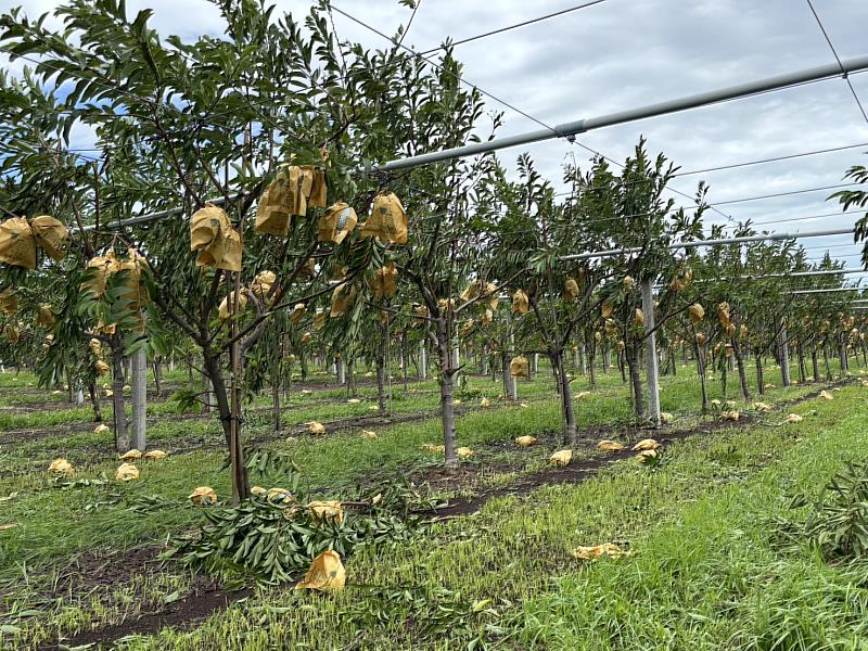 楊柳颱風重創臺東農業　縣府積極爭取全品項救助及受災作物「免現勘」