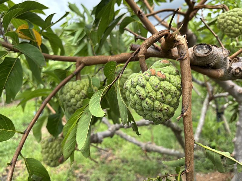 楊柳颱風重創臺東農業　縣府積極爭取全品項救助及受災作物「免現勘」