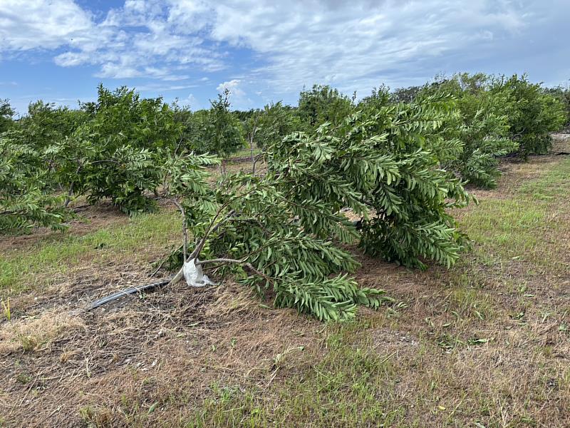 楊柳颱風重創臺東農業　縣府積極爭取全品項救助及受災作物「免現勘」