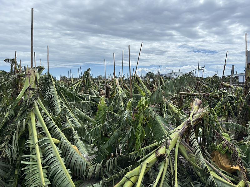楊柳颱風重創臺東農業　縣府積極爭取全品項救助及受災作物「免現勘」