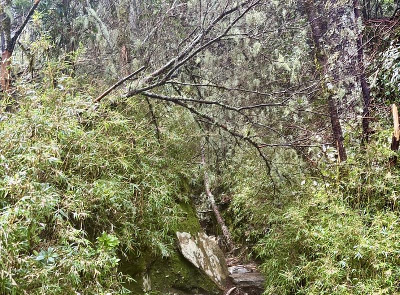 嘉明湖國家步道4.6~5.1公里路段倒木較多