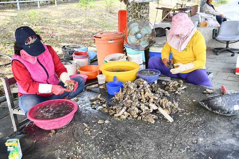 活動將由在地居民擔任導師，指導民眾體驗剖蚵作業