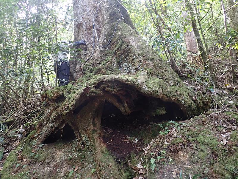 危木現況－根系裸露浮出地面