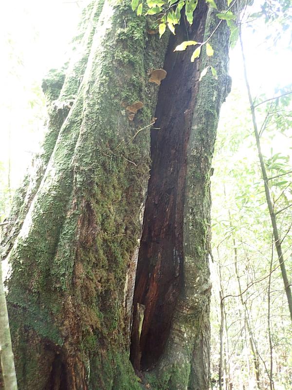 危木現況-樹幹開孔、腐生菇蕈附生