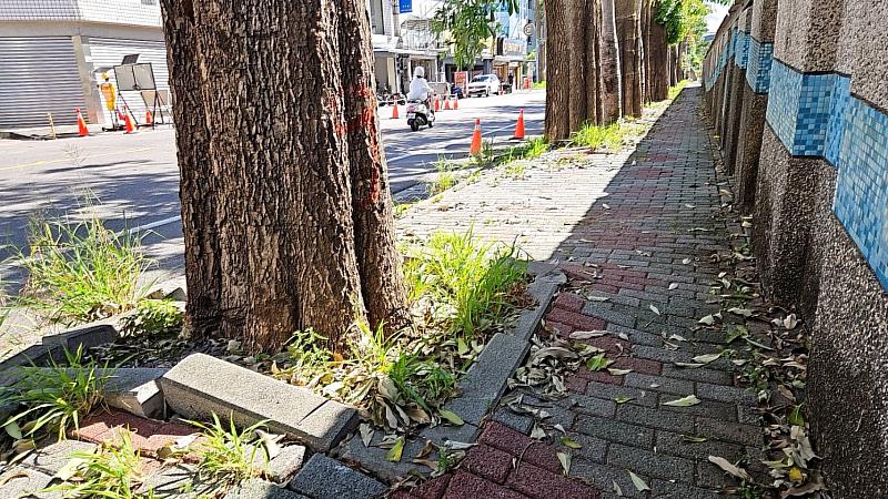 臺東縣政府推動臺東高中校園周邊暨行車安全道路改善 中華路一段黑板樹再利用 延續木材價值