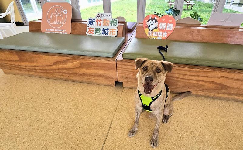 民眾愛心認養前市犬棕棕！邱臣遠代理市長祝福快樂展開新生活