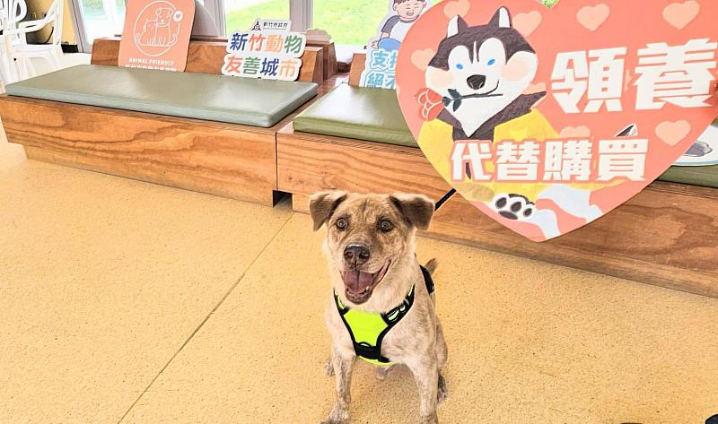 民眾愛心認養前市犬棕棕！邱臣遠代理市長祝福快樂展開新生活