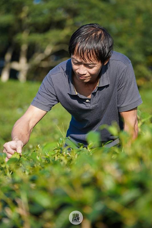 伊禾茶製茶師黃文諄在2025全國有機茶TAGs評鑑表現亮眼，小葉種紅茶組中勇奪2項特選與1項優選，並於清香型球形烏龍茶組再獲1項優選。