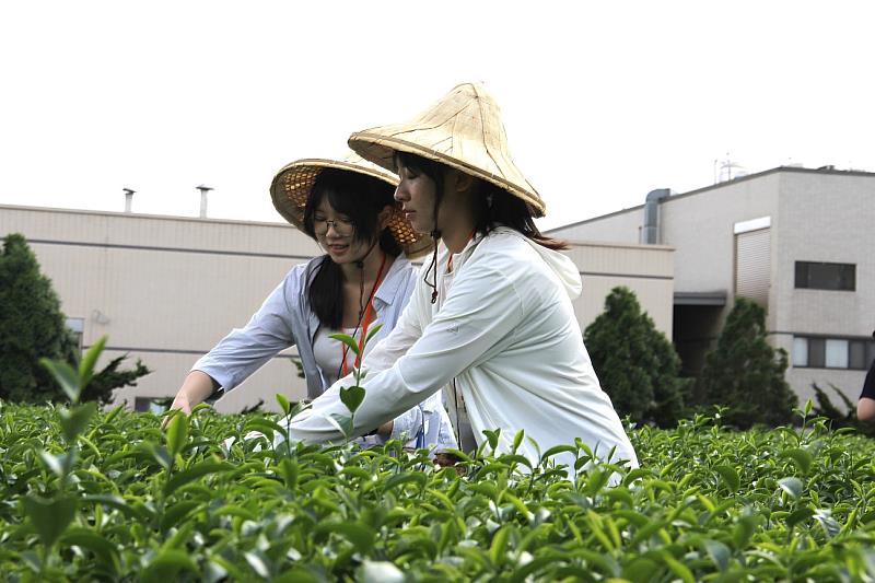圖3 在業師帶領下，學員至茶園體驗採茶，並透過館內導覽深入客家茶產業的歷史及發展