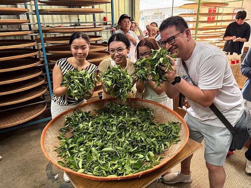 「台菲量子半導體檢測假日學校」學員們開心地參與臺灣茶文化體驗，包括採茶、製茶、品茶。（圖／淡江大學提供）
