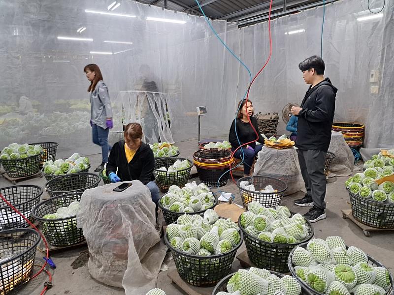 高品質鳳梨釋迦再獲新增出口註冊農戶名額及面積 外銷量能持續升級