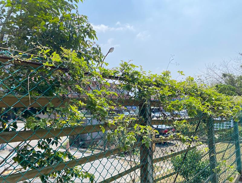 綠牆設計強化生態多樣性,讓校園空間結合環保與美感。