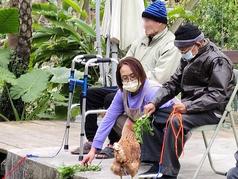 伯拉罕推動的「友雞生活」是全台少見的照顧模式。長輩飼養溫順的雞隻，在維護雞舍、撿蛋過程中活動身體並感受陪伴。（照片來源：伯拉罕共生照顧勞動合作社）