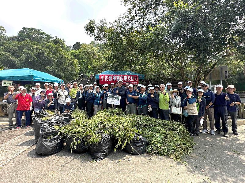 林業保育署嘉義分署5日與關子嶺社區居民、國家森林志工一同於關子嶺水火同源停車場周邊移除小花蔓澤蘭