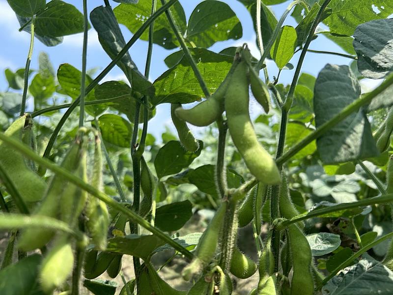高鐵示範區毛豆果莢飽滿