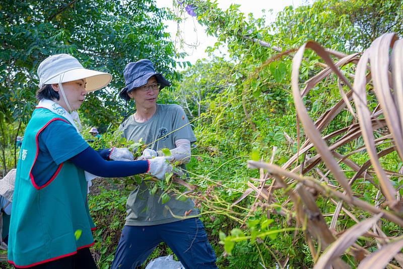 台灣人壽志工頂著烈日徒手拔除「綠癌」小花蔓澤蘭,守護生物多樣性。/台灣人壽提供